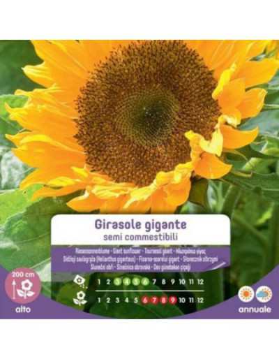 Edible Giant Sunflower Seeds