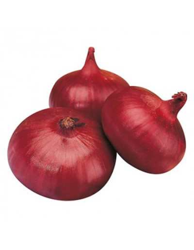 Twelve Breme Red Onion Plants