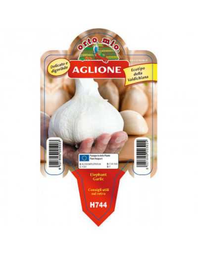 Aglione Garlic Plant from...