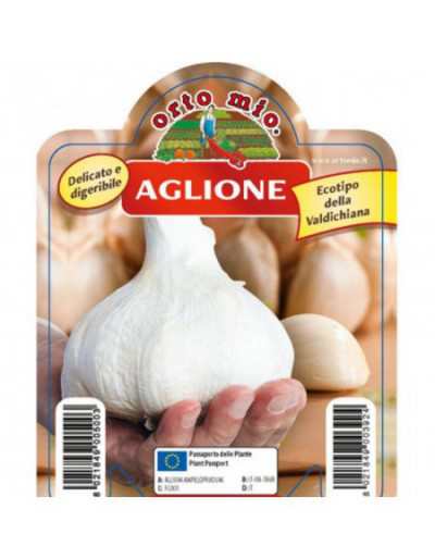 Aglione Garlic Plant from...