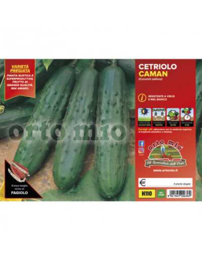 Piante di Cetriolo Classico...