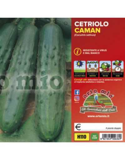 Piante di Cetriolo Classico...