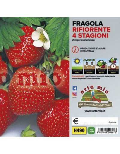 Piante di Fragola...