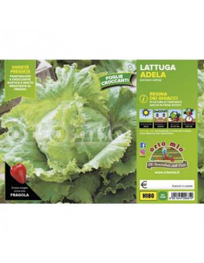 Ice Queen Lettuce Plants or...