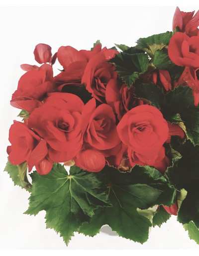BEGONIA FLOWER DOUBLE red