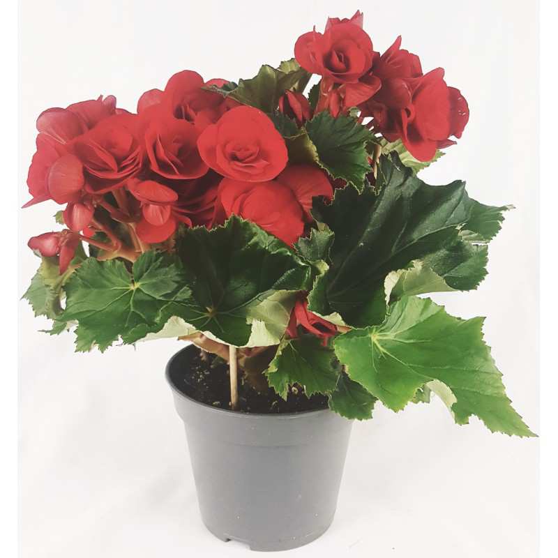 BEGONIA FLOWER DOUBLE red