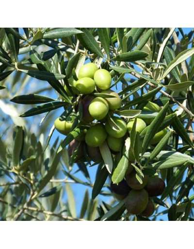 Drzewo oliwne lub Olea...