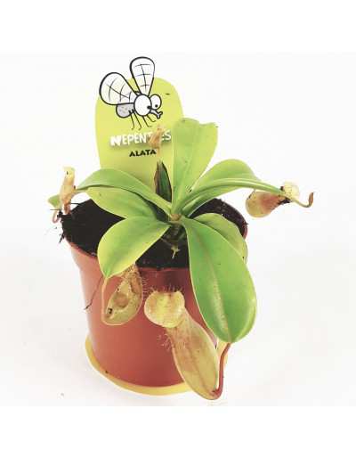 Nephentes Alata Carnivorous plant