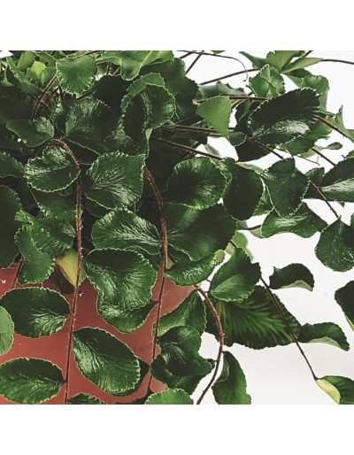 Pellaea rotundifolia - helecho botón