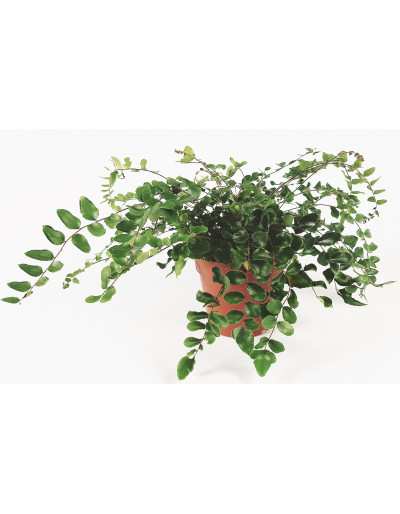 Pellaea Rotundifolia - Paproć guzikowa