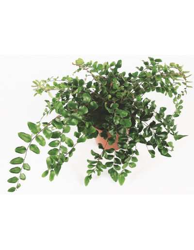 Pellaea Rotundifolia - Felce a Bottone