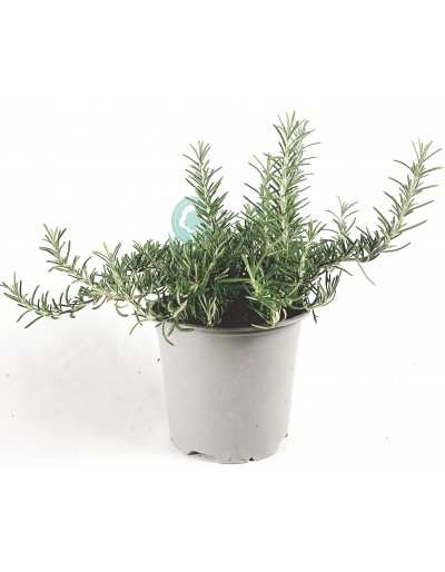 Rosmarino Prostrato vaso 14 GardenStuff