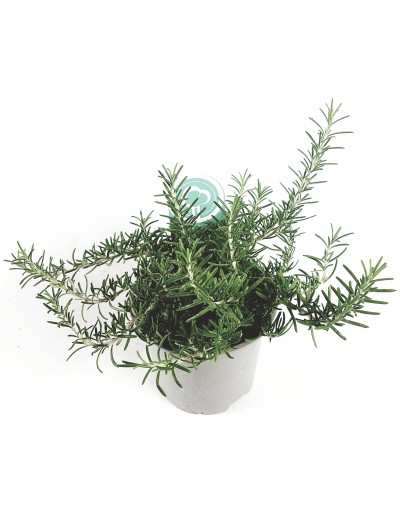 Rosmarino Prostrato vaso 14 GardenStuff