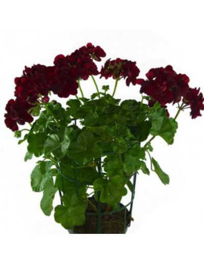 Geraneo Ivy in a 14 cm Vase