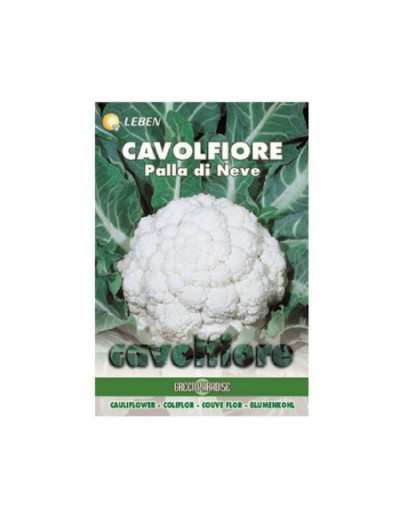 Cauliflower - Snowball