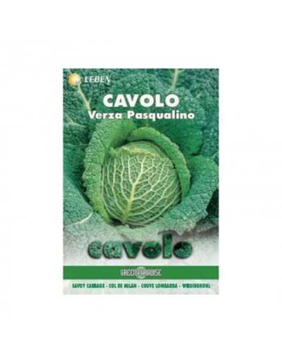 Cavolo - Verza Pasqualino