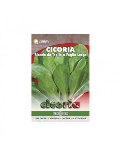 Large Leaf Blond Chicory