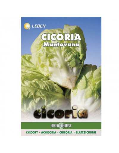 Chicory from Mantua