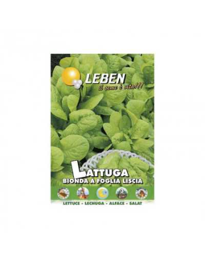 Smooth Leaf Lettuce