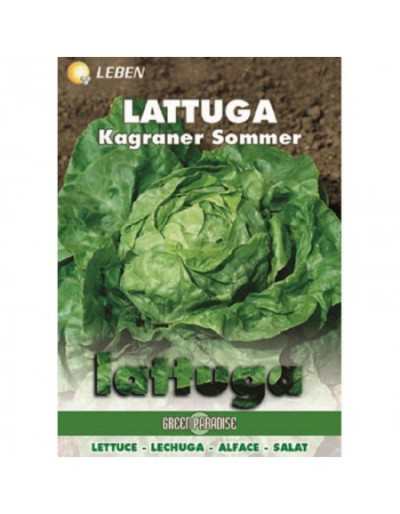 Lettuce Kagraner Sommer