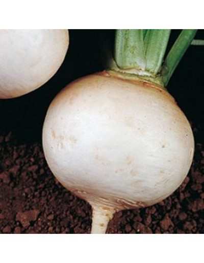White turnip from Lodigiana