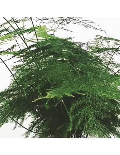 Asparagine - Silky asparagus leaves
