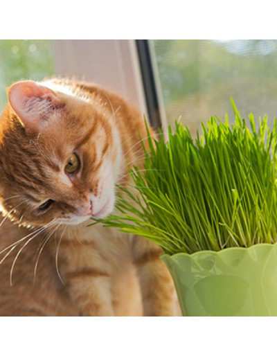 Grass for cats in pots with fibers, mineral salts and vitamins