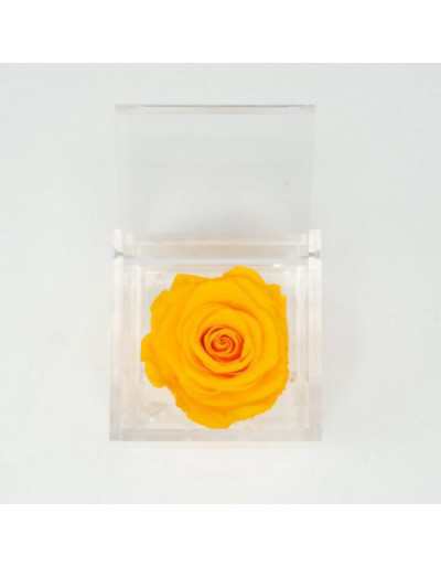 Cubo de Flores 10 x 10 Rosa Amarela Estabilizada