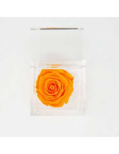 FlowerCube 10 x 10 Stabilizowana Pomarańczowa Róża