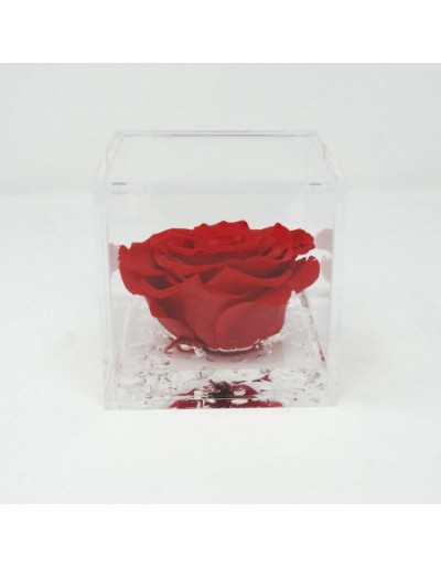 FlowerCube 10 x 10 Czerwona Stabilizowana Róża