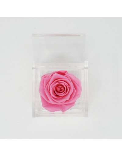 Flowercube 12 x 12 Rosa Preservada Rosa