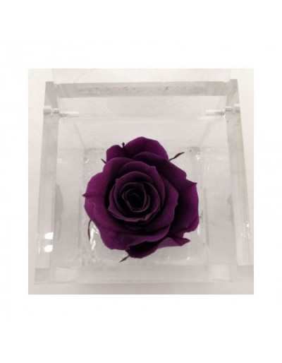 FlowerCube 12 x 12 Stabilizowana fioletowa róża
