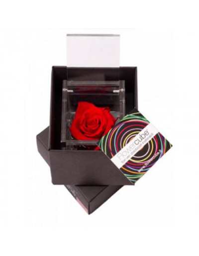 Mini Cubo de Flores 4,5 x 4,5 Rosa Estabilizada Perfumada Vermelha