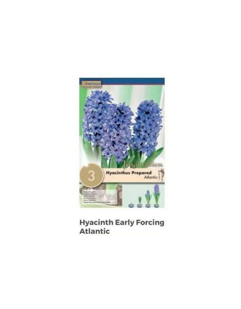 Atlantic Hyacinth bulbs
