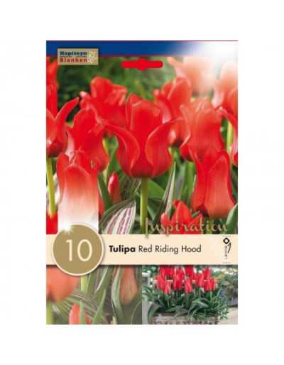 Bulbes de Tulipe Botanical Red Riding Hood