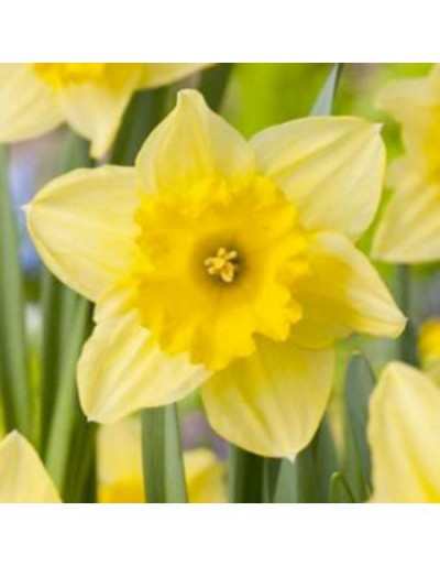 Narcissus Large Cupped Carlton