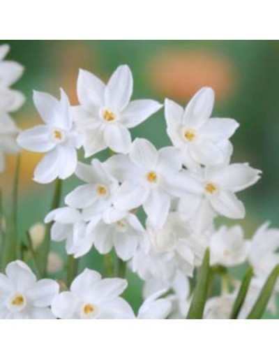 Narcissus Indoor Paperwhite Ziva
