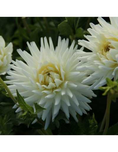 Bulbos de Otoño Dahlia Moja Miłość