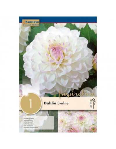 Summer Flowering Bulb Dahlia Eveline