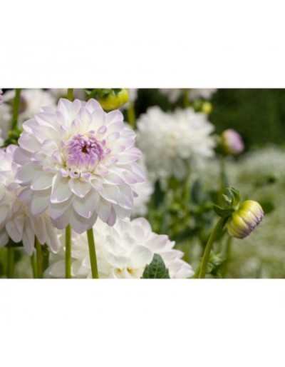 Bulbe à fleurs d'été Dahlia Eveline