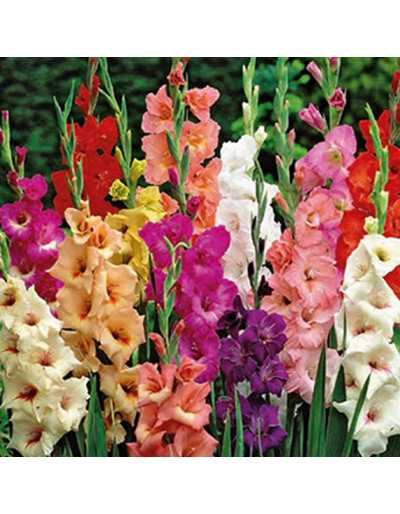 Gladiolus Mix Colors 50 bulbs