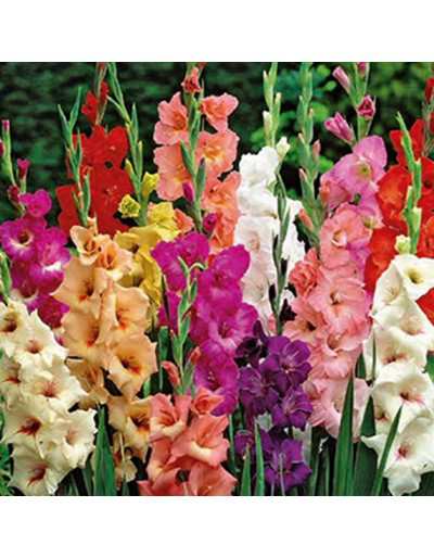 Gladiolus Mix Colors 50 bulbi