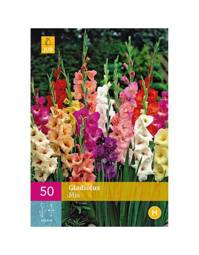 Gladiolus Mix Colors 50 bulbs