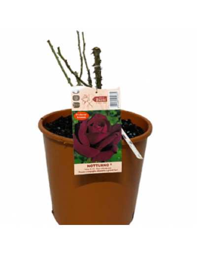 Pot de roses 20cm taillées