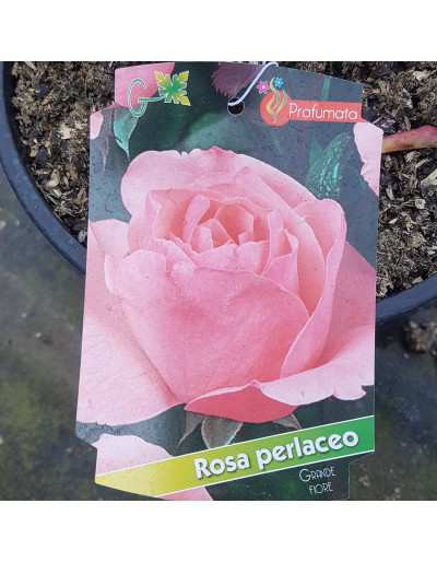 Flesh-colored rose bush in pot