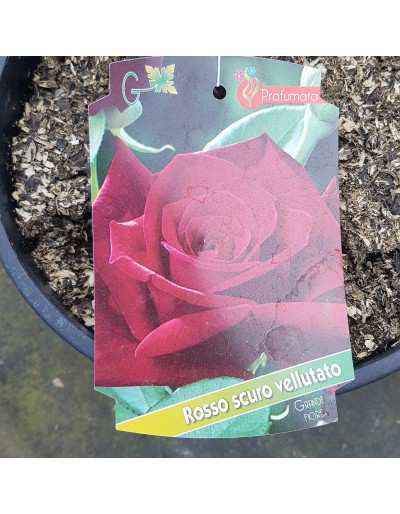 Maceta de rosas 20cm podadas