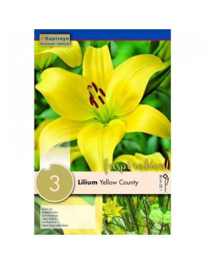 Lâmpadas de Lilium Yellow County