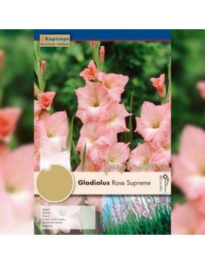Zwiebeln von Gladiolus Rose Supreme