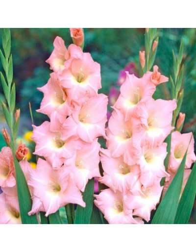 Bulbos de Gladiolus Rose Supreme