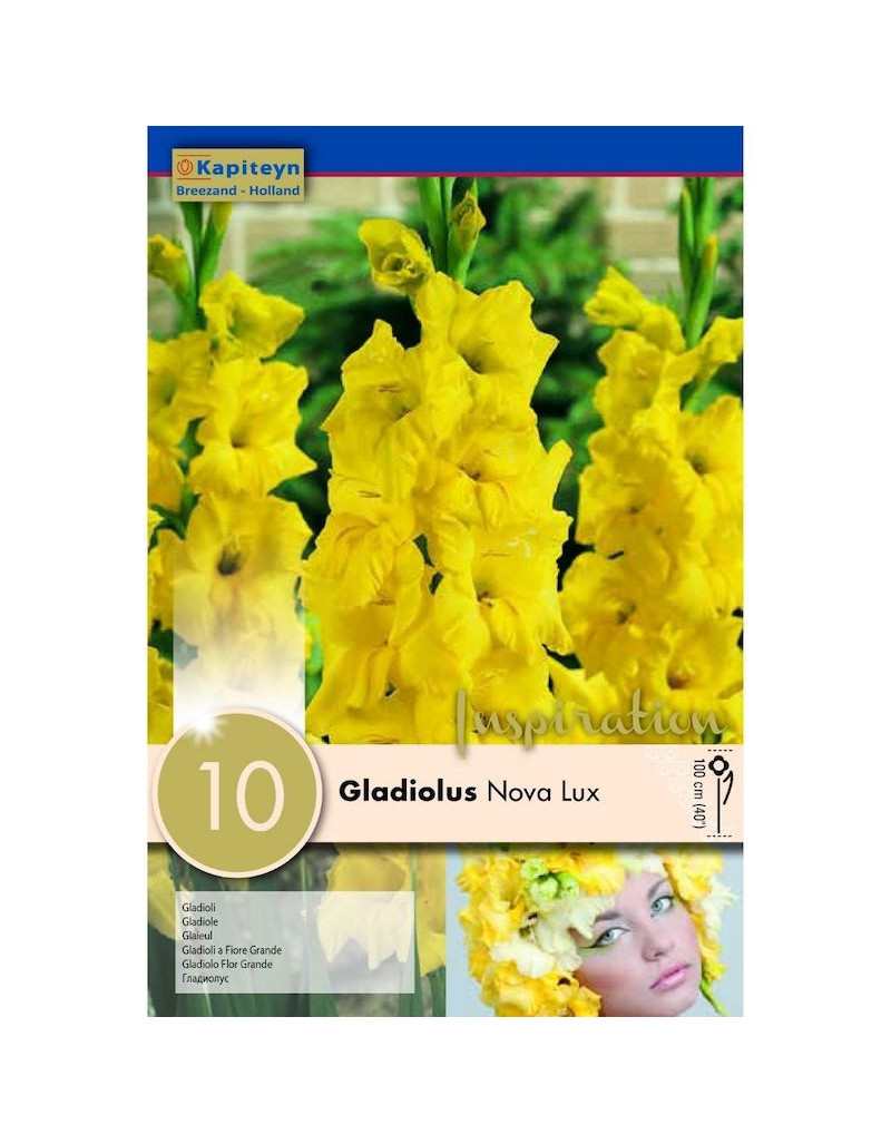 Bulbos de Gladiolus Nova Lux